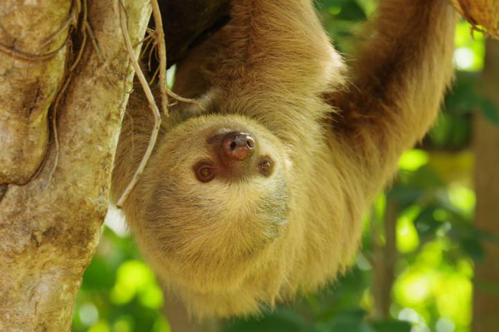 a close up of an animal