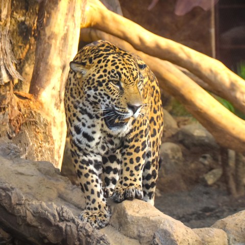 a leopard standing on a rock