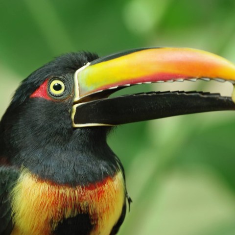 a close up of a bird